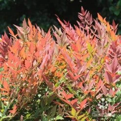 Nandina Obsession -Bloom Field Shop apo nandina obsession colour