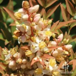 Nandina Obsession -Bloom Field Shop apo nandina obsession flower2s