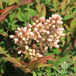 Nandina Obsession -Bloom Field Shop apo nandina obsession flowers 1