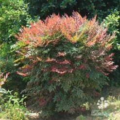 Nandina Obsession -Bloom Field Shop apo nandina obsession full grown