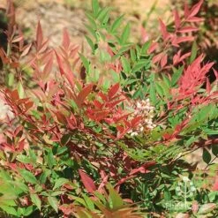 Nandina Obsession -Bloom Field Shop apo nandina obsession leaf flower
