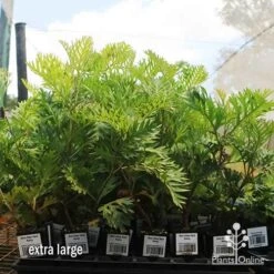 Grevillea Ned Kelly -Bloom Field Shop apo ned kelly dec large