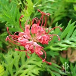 Grevillea Ned Kelly -Bloom Field Shop apo ned kelly flower and leaf