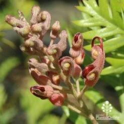 Grevillea Ned Kelly -Bloom Field Shop apo ned kelly flowerbud