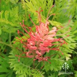 Grevillea Ned Kelly -Bloom Field Shop apo ned kelly grevillea flower open
