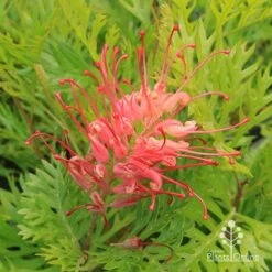 Grevillea Ned Kelly -Bloom Field Shop apo ned kelly grevillea flower2