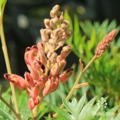 Grevillea Ned Kelly -Bloom Field Shop apo ned kelly grevillea flowerbud