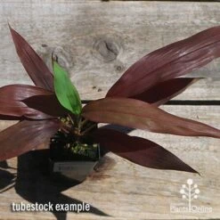 Cordyline Fruticosa Negra -Bloom Field Shop apo negra cordyline tubestock top