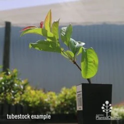 Chaenomeles Nivalis - Japanese Quince -Bloom Field Shop apo nivalis quince tubestock2