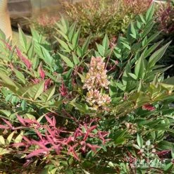 Nandina Obsession -Bloom Field Shop apo obsession flowering