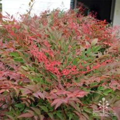 Nandina Obsession -Bloom Field Shop apo obsession new growth