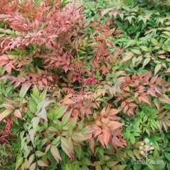 Nandina Obsession -Bloom Field Shop apo obsession spring shades