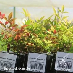 Nandina Obsession -Bloom Field Shop apo obsession tubestock plants