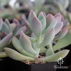 Graptoveria Opalina - Succulent -Bloom Field Shop apo opalina colour shade