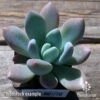 Graptoveria Opalina - Succulent -Bloom Field Shop apo opalina tubestock top 1