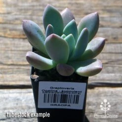 Graptoveria Opalina - Succulent -Bloom Field Shop apo opalina tubestock 1