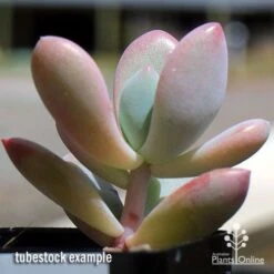 Graptoveria Opalina - Succulent -Bloom Field Shop apo opalina tubestock 2