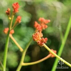 Anigozanthos Orange Cross - Kangaroo Paw 17 Anigozanthos Orange Cross - Kangaroo Paw -Bloom Field Shop apo orange cross kangaroo paw buds