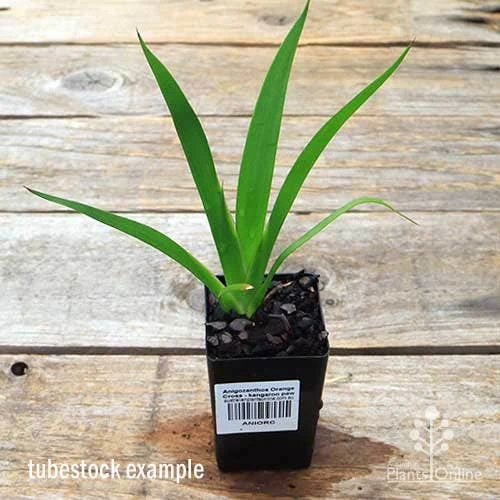 Anigozanthos Orange Cross - Kangaroo Paw 5 Anigozanthos Orange Cross - Kangaroo Paw - Image 3