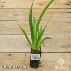 Anigozanthos Orange Cross - Kangaroo Paw 15 Anigozanthos Orange Cross - Kangaroo Paw -Bloom Field Shop apo orange cross tubestock top