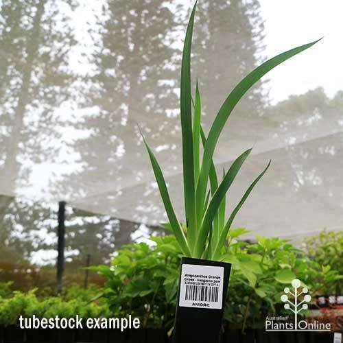 Anigozanthos Orange Cross - Kangaroo Paw 11 Anigozanthos Orange Cross - Kangaroo Paw - Image 9