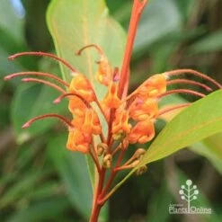 Grevillea Orange Marmalade -Bloom Field Shop apo orange marmalade flower closeup