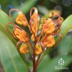 Grevillea Orange Marmalade -Bloom Field Shop apo orange marmalade flower july