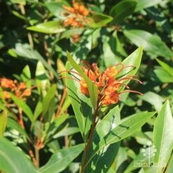 Grevillea Orange Marmalade -Bloom Field Shop apo orange marmalade flowering