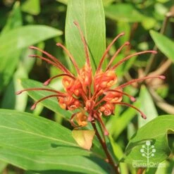 Grevillea Orange Marmalade -Bloom Field Shop apo orange marmalade grevillea flower above