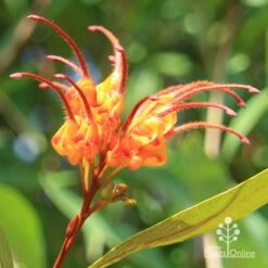 Grevillea Orange Marmalade -Bloom Field Shop apo orange marmalade grevillea flower opening