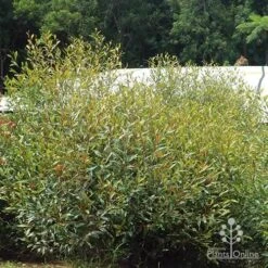 Grevillea Orange Marmalade -Bloom Field Shop apo orange marmalade in nursery
