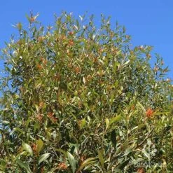 Grevillea Orange Marmalade -Bloom Field Shop apo orange marmalade nursery bank2