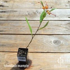 Grevillea Orange Marmalade -Bloom Field Shop apo orange marmalade tubetock flowering