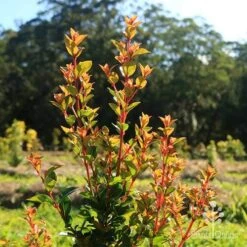 Syzygium Orange Twist - Lilly Pilly 13 Syzygium Orange Twist - Lilly Pilly -Bloom Field Shop apo orange twist nursery