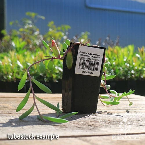 Othonna Ruby Necklace - Little Pickles - Succulent 4 Othonna Ruby Necklace - Little Pickles - Succulent - Image 2