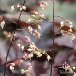 Heuchera Palace Purple - Coral Bells -Bloom Field Shop apo palace purple heuchera flowers