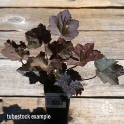 Heuchera Palace Purple - Coral Bells -Bloom Field Shop apo palace purple heuchera tubestock top