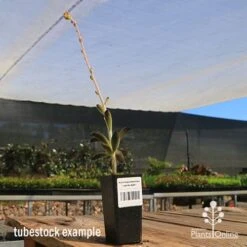 Kalanchoe Tomentosa – Panda Plant - Succulent -Bloom Field Shop apo panda plant tubestock tall