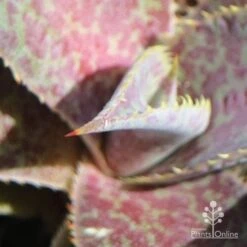 Mangave Purple People Eater - Succulent -Bloom Field Shop apo people eater closeup