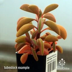 Peperomia Dolabriformis - Prayer Pepper - Succulent -Bloom Field Shop apo peperomia dolabrifolia winter colour