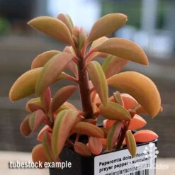 Peperomia Dolabriformis - Prayer Pepper - Succulent -Bloom Field Shop apo peperomia dolabriformis winter colour