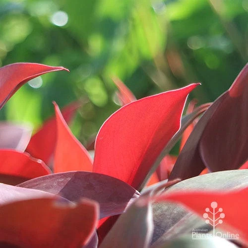 Philodendron Prince Of Orange 7 Philodendron Prince Of Orange - Image 5