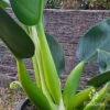 Philodendron Fat Boy -Bloom Field Shop apo philodendron fat boy mature stems