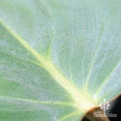 Philodendron Gloriosum - Velvet Philodendron -Bloom Field Shop apo philodendron gloriosum glittery