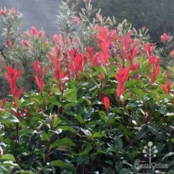Photinia Red Robin -Bloom Field Shop apo photinia and grevillea