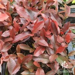 Photinia Black Jack -Bloom Field Shop apo photinia black jack