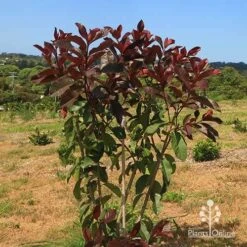 Photinia Black Jack -Bloom Field Shop apo photinia black jack bush
