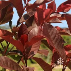 Photinia Black Jack -Bloom Field Shop apo photinia black jack colour