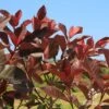 Photinia Black Jack -Bloom Field Shop apo photinia black jack foliage