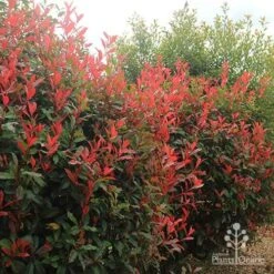 Photinia Red Robin -Bloom Field Shop apo photinia hedge offices